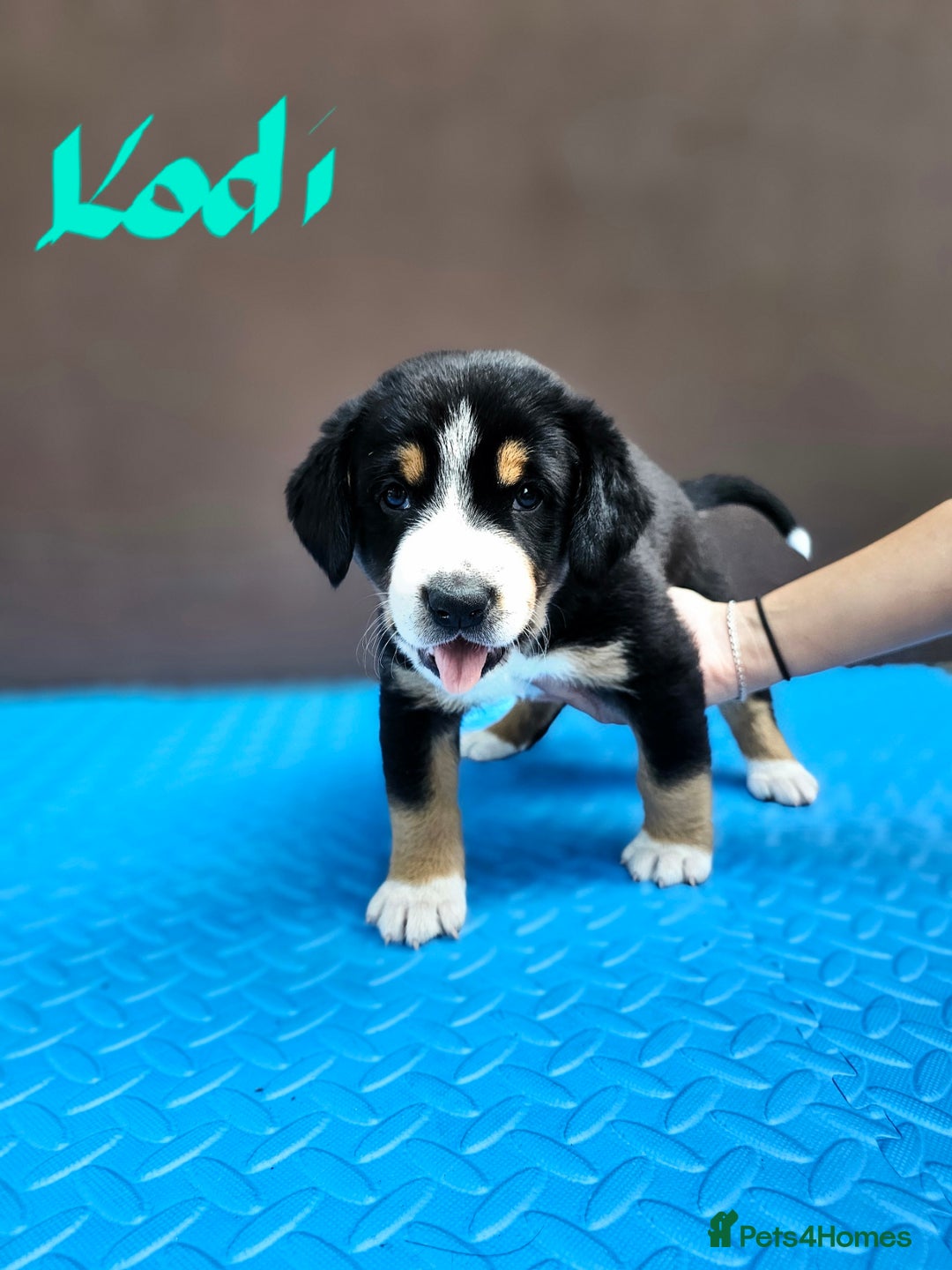 Entlebucher Mountain Dog dogs for sale: Entlebucher Mountain Dog - Image 3