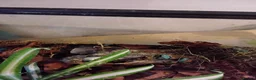 Frog reptiles for sale: Blue Splashback Dart frog babies - Advert 3
