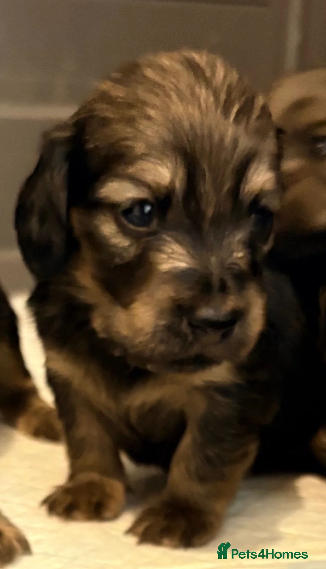 Miniature Dachshund dogs for sale: True beautiful tiny mini dachshunds puppies - Advert 2
