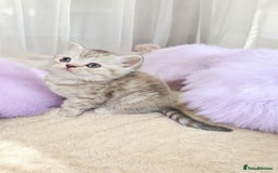 Scottish Fold cats for sale: Bundle of 11 Scottish fold Straight Ears Kittens - Image 29