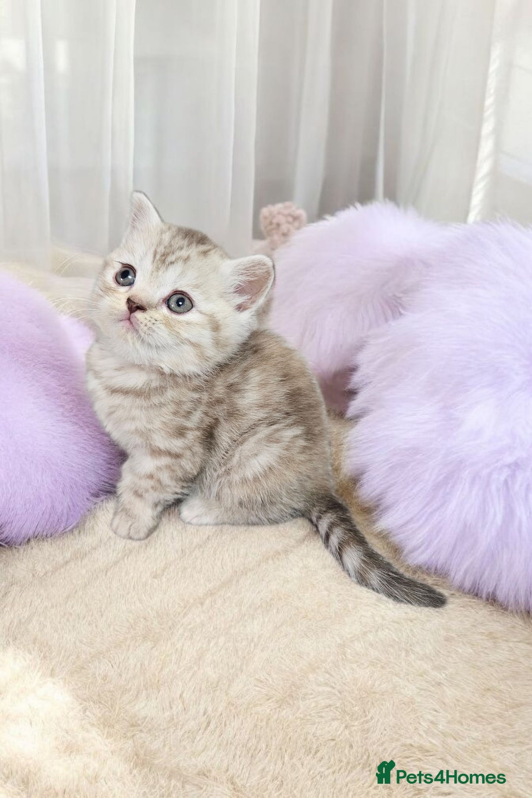 Scottish Fold cats for sale: Bundle of 11 Scottish fold Straight Ears Kittens - Image 29