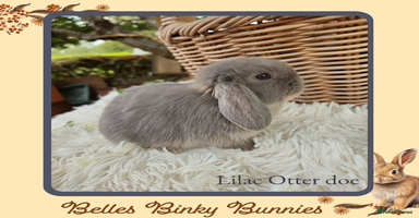 Mini Lop rabbits - Advert 1