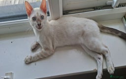 Bengal cats for sale: Pure Bengal kittens  in Cheltenham - Image 5