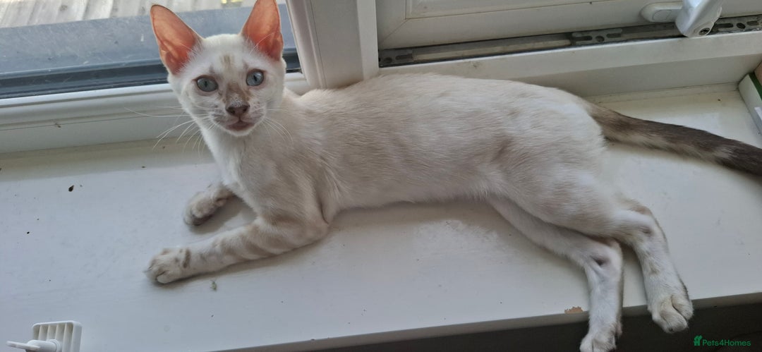 Bengal cats for sale: Pure Bengal kittens  in Cheltenham - Image 5