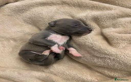 Italian Greyhound dogs for sale: KC Italian Greyhound Puppies  - Image 20