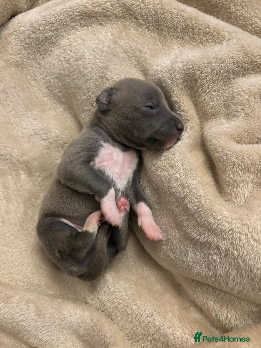 Italian Greyhound dogs for sale: KC Italian Greyhound Puppies  - Image 20