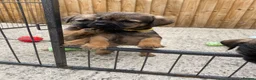 Border Terrier dogs for sale: ⭐️ KC BORDER TERRIERS, READY TO LEAVE NOW - Advert 13