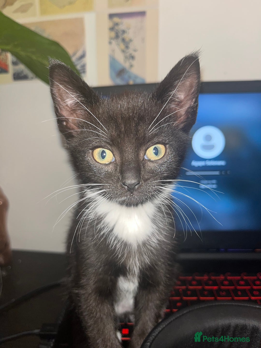 Mixed Breed cats for sale: Isha and Freya - Image 9