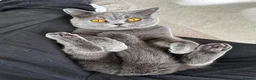 British Shorthair cats for sale: British blue shorthair sisters - Advert 7