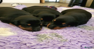 Dobermann dogs - Advert 1