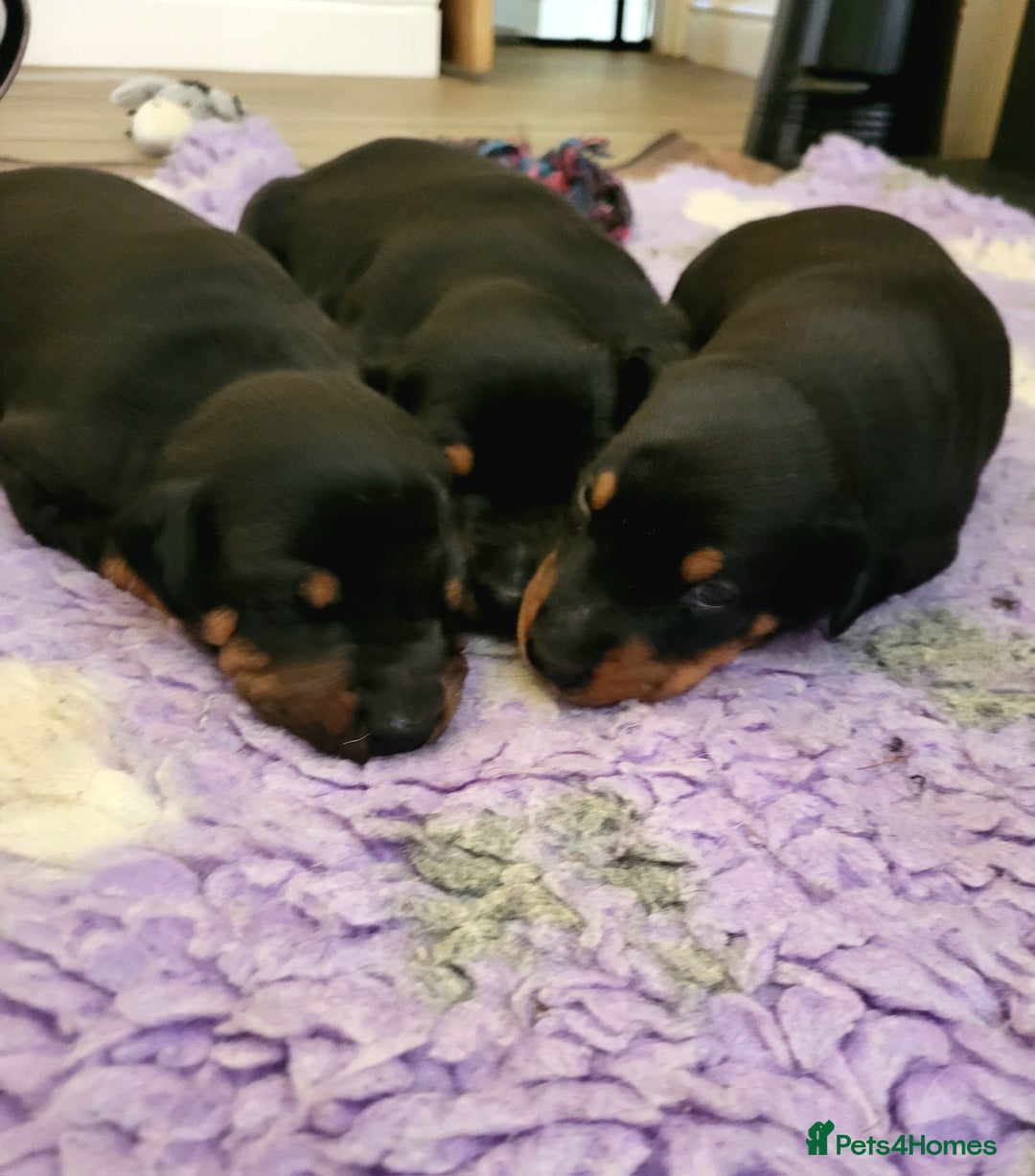 Dobermann dogs for sale: Gorgeous KC Dobermann Puppies  - Image 2
