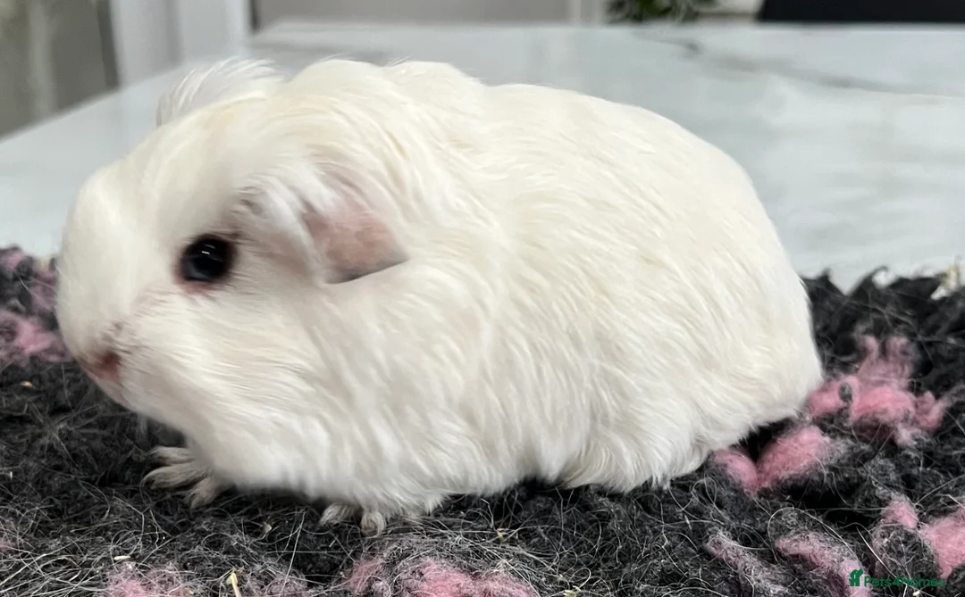 Guinea Pig rodents for sale: Sheltie (silky), coronet, Texel, Merino guinea pig - Advert 24