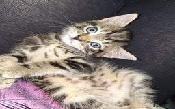 Domestic Shorthair cats for sale: Male kitten 8 weeks old  - Image 1
