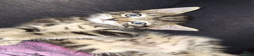 Domestic Shorthair Kitten 1