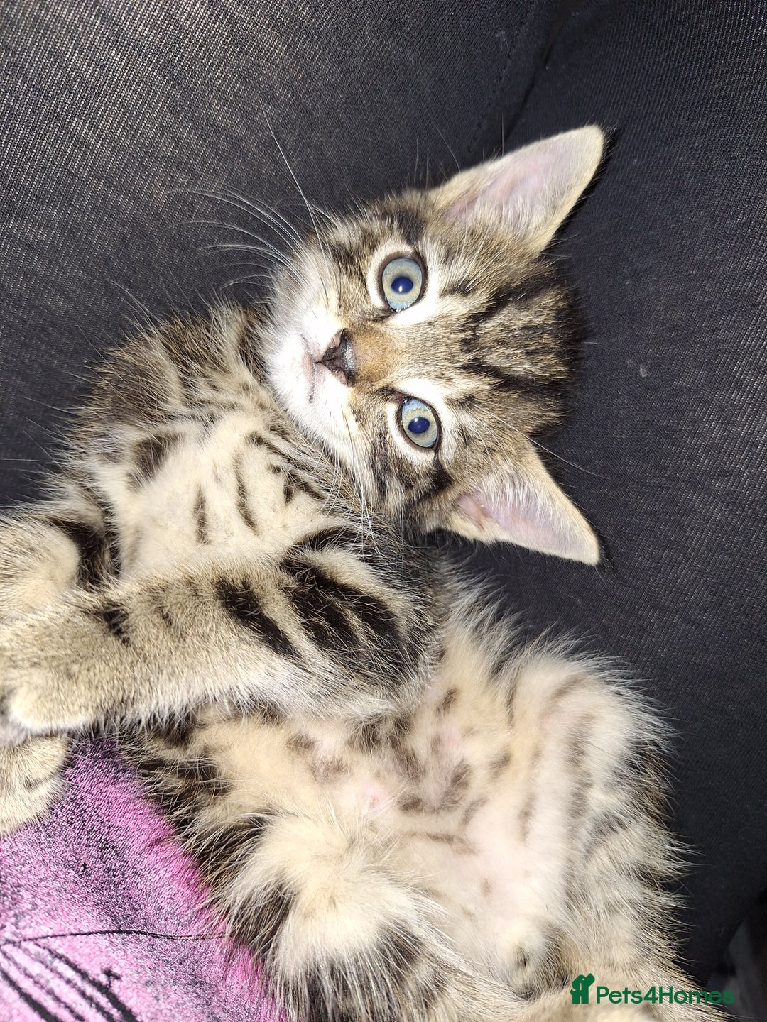 Domestic Shorthair cats for sale: Male kitten 8 weeks old  - Image 1