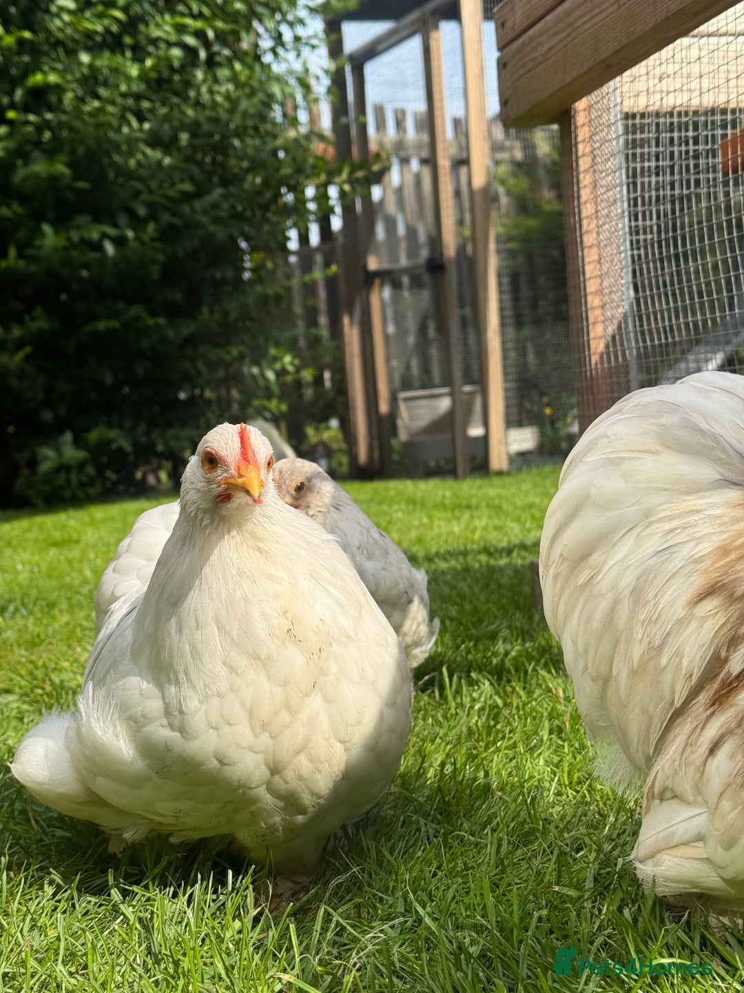 Chickens poultry for sale: Pekin bantam pair  - Image 5