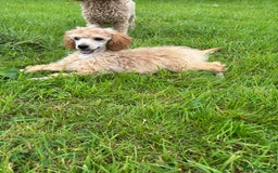 Miniature Poodle dogs for sale: Kc health tested red miniature poodle pups in Llandeilo - Image 1