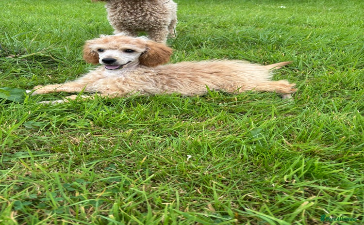 Miniature Poodle dogs in Llandeilo - Advert 2