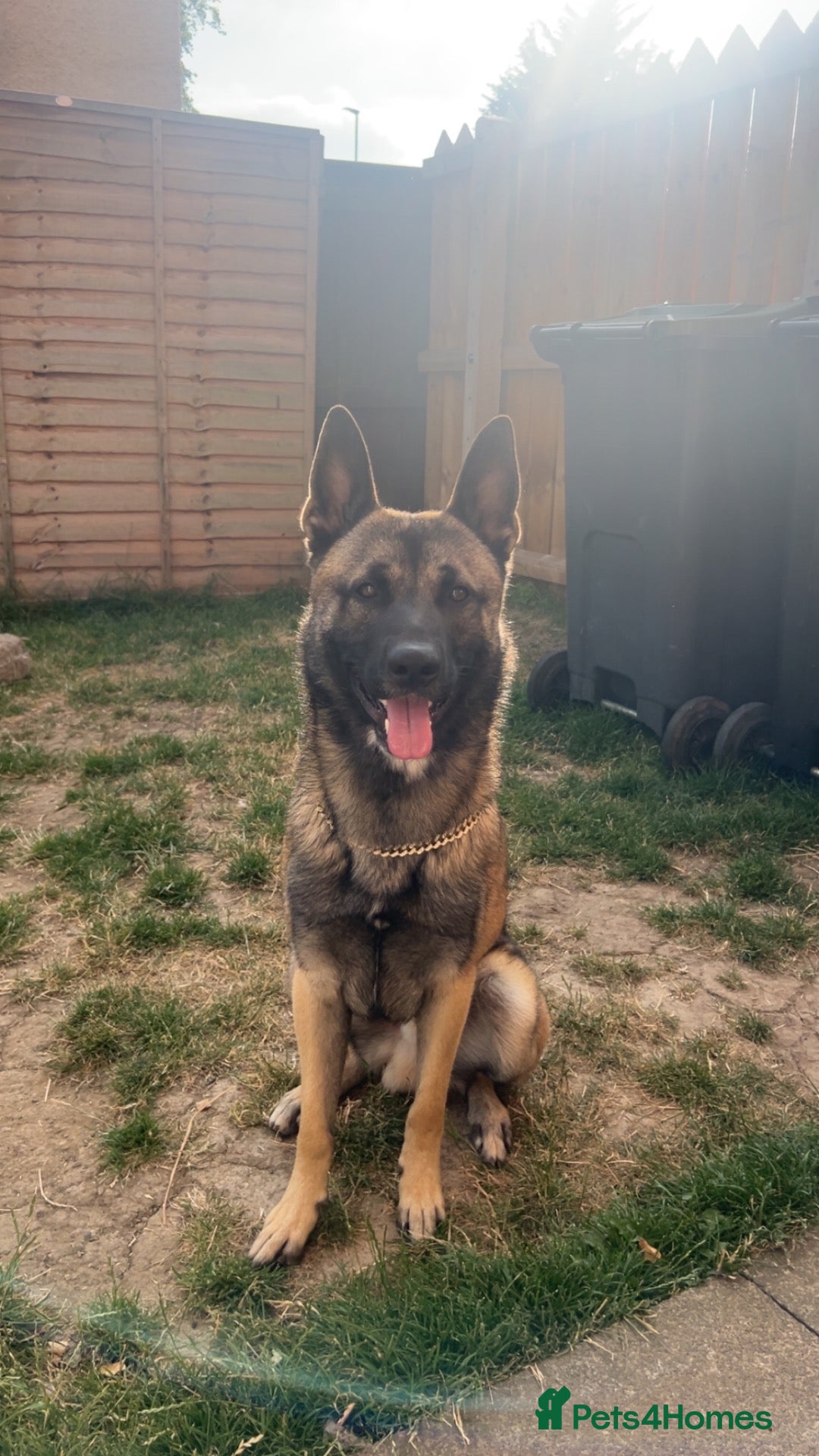 Belgian Shepherd Dog dogs Male Belgian Mali  - Advert 11