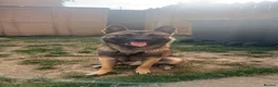 Belgian Shepherd Dog dogs for sale: Male Belgian Mali  in Darlington - Advert 1