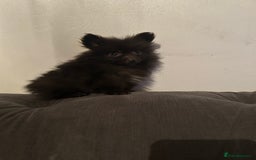 Pomeranian dogs for sale: 6 beautiful Pomeranian puppies  - Image 11
