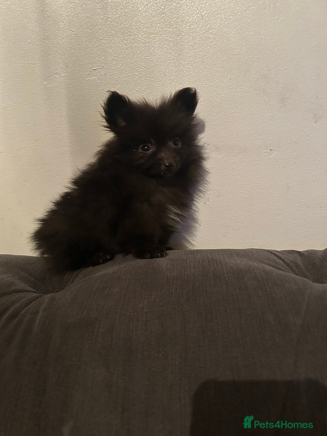 Pomeranian dogs for sale: 6 beautiful Pomeranian puppies  - Image 11