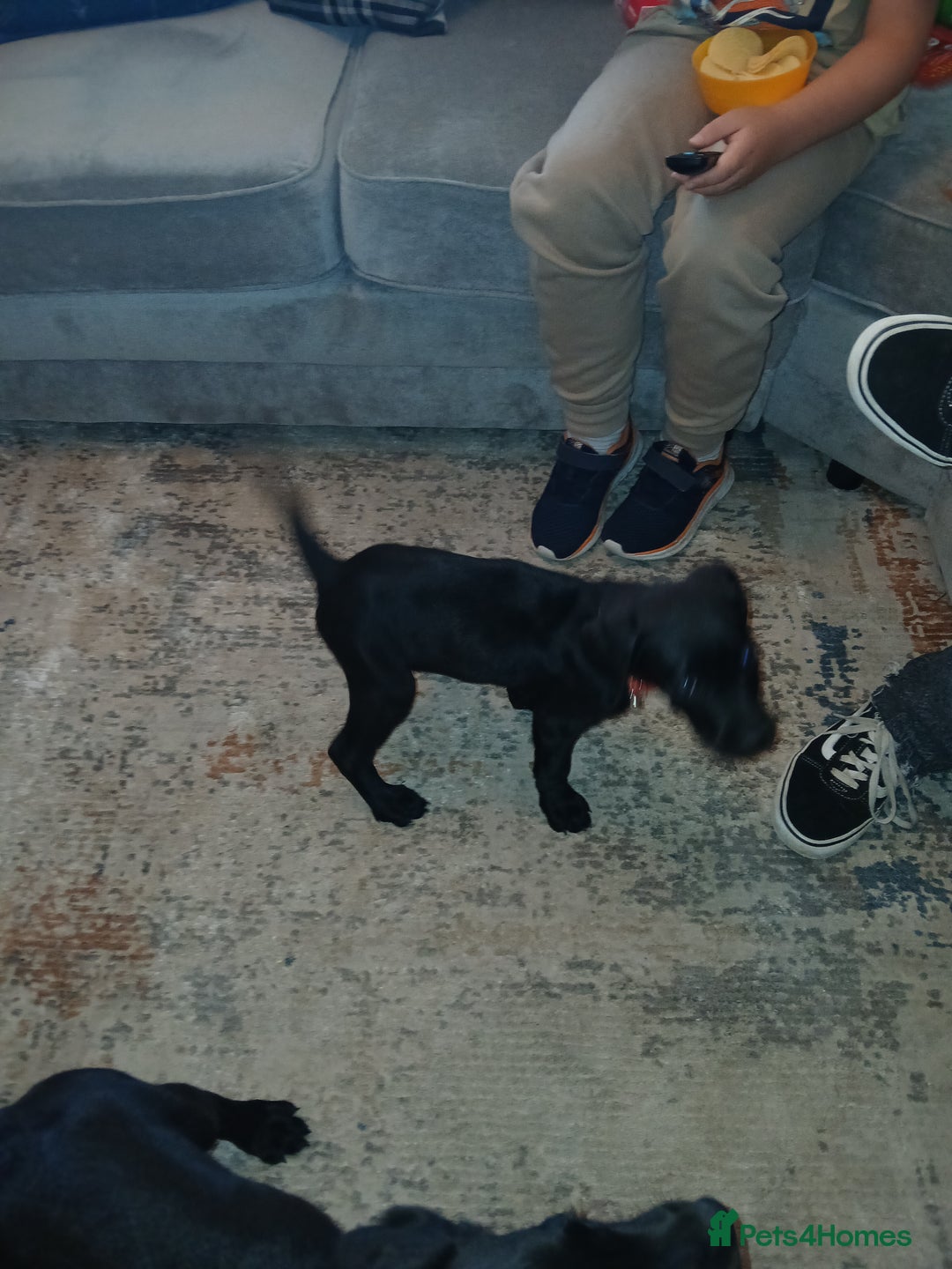 Mixed Breed dogs for sale:  Dalmador female puppies - Image 5