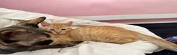 Mixed Breed cats for sale: Lovely Kittens Looking for Their Forever Homes 🐾 - Advert 4