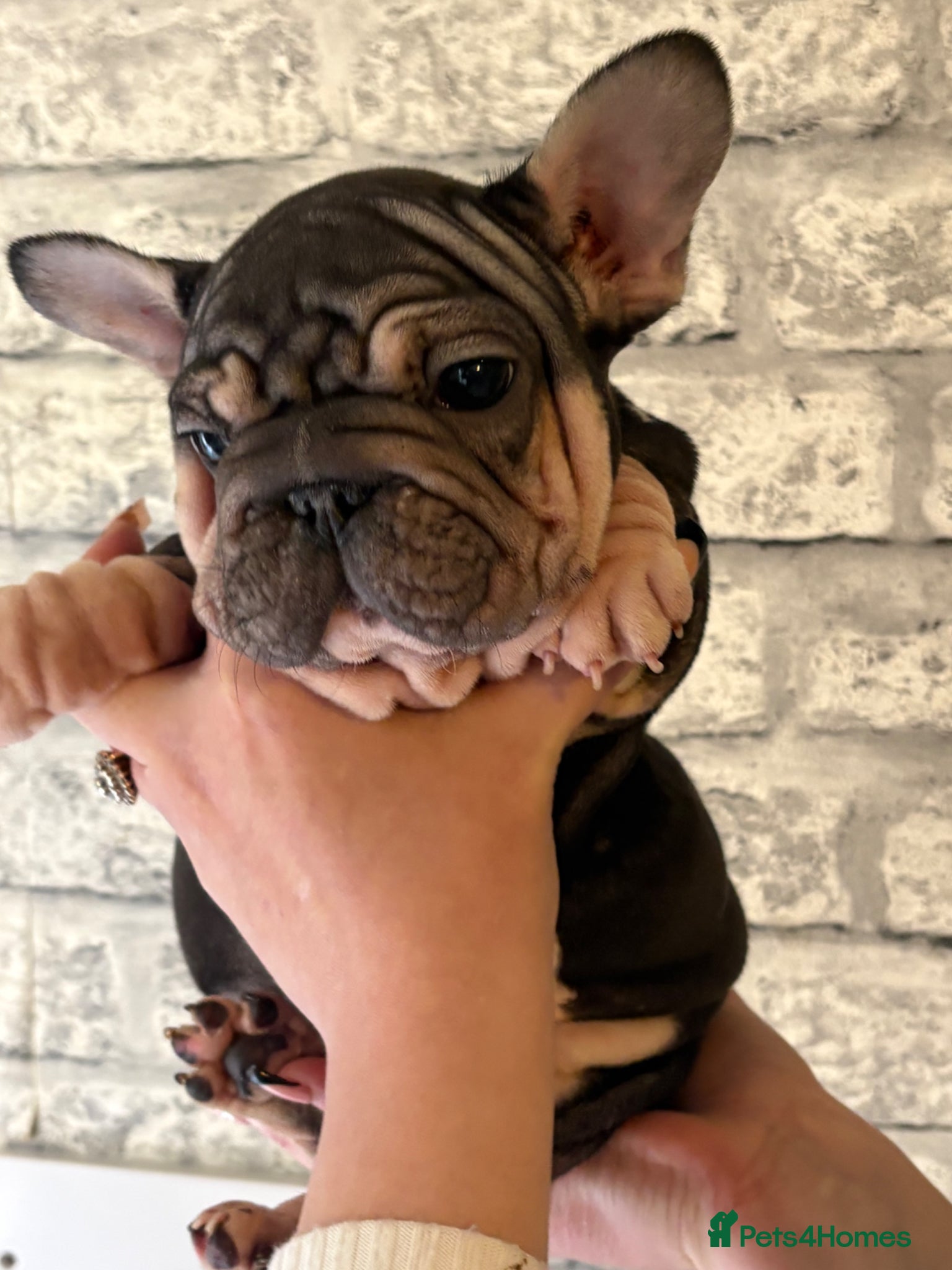 French Bulldog dogs Beautiful well loved babies  - Advert 8