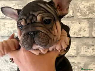 French Bulldog dogs Beautiful well loved babies - Advert 8