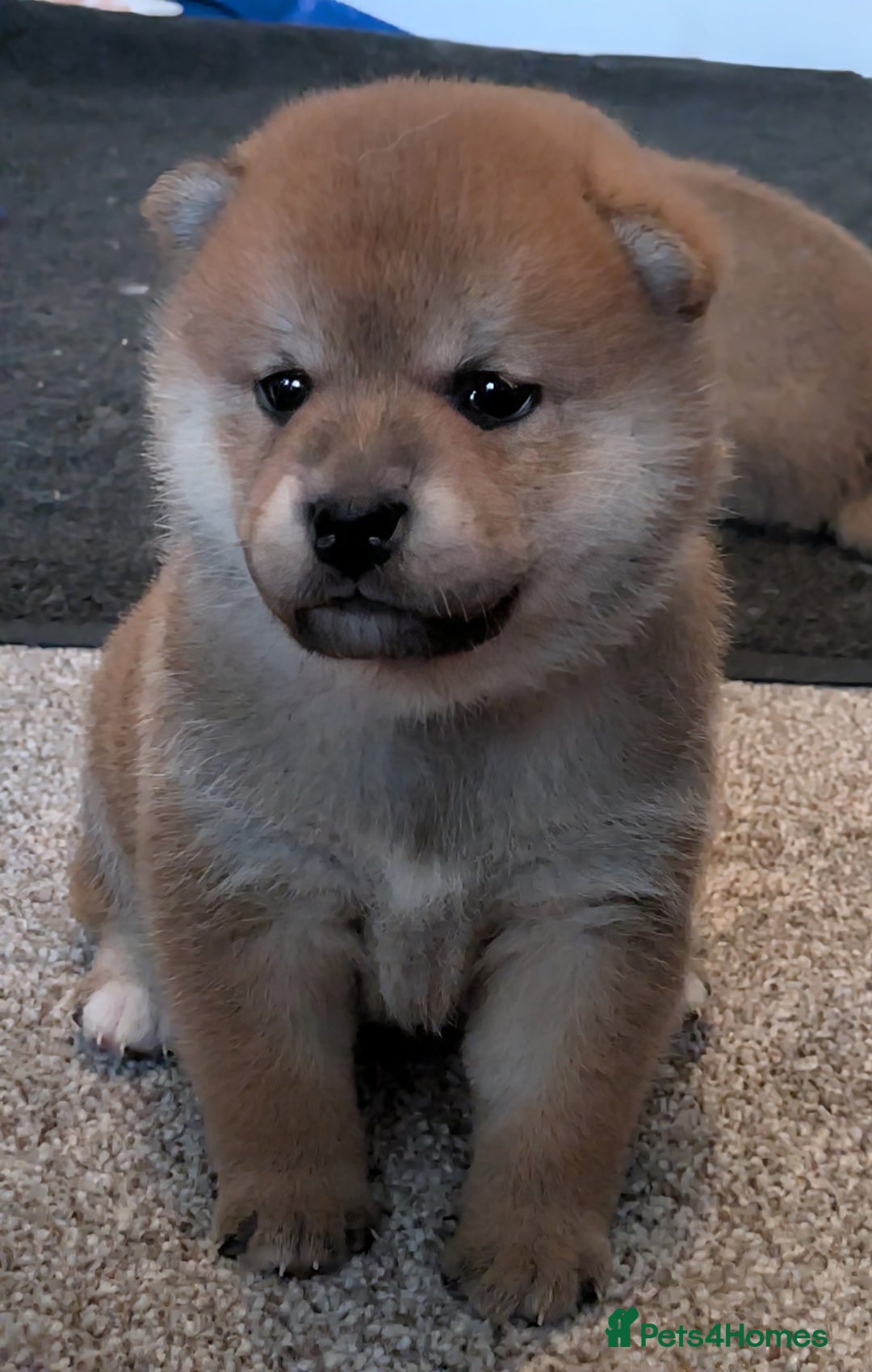 Japanese Shiba Inu dogs for sale: Japanese shiba inu - Image 8