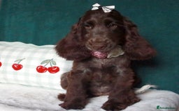 Cocker Spaniel dogs for sale: Gorgeous show cocker spaniel puppies for sale  - Image 17