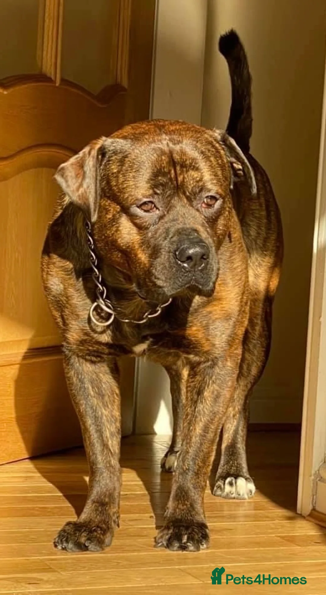 Mixed Breed dogs for sale: Stark - Advert 3