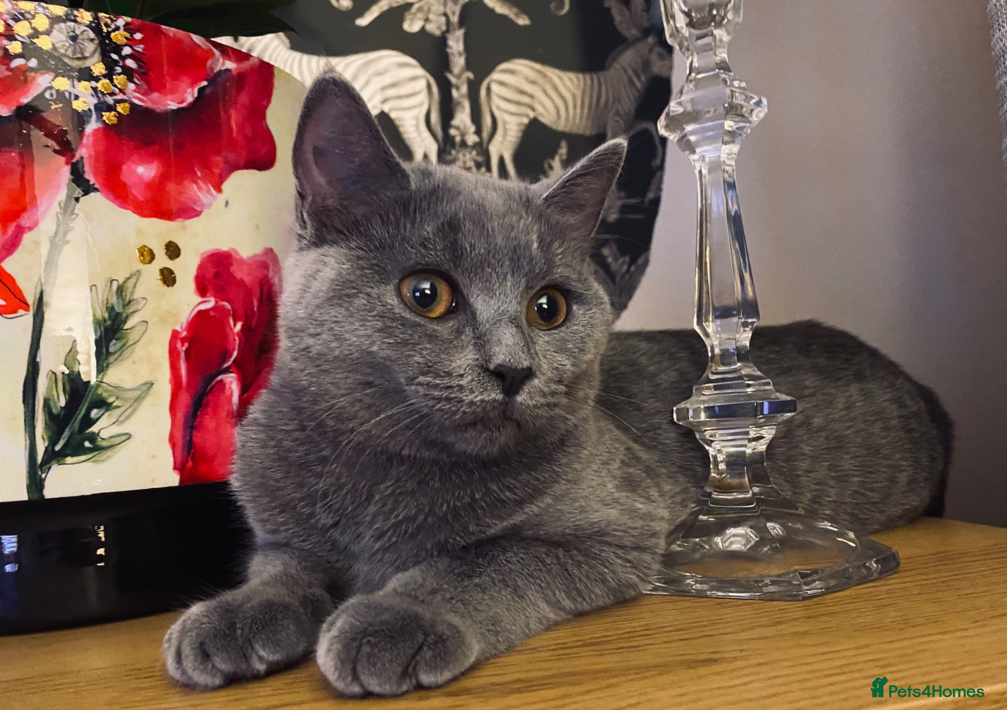 British Shorthair cats for stud: Looking for stud  - Advert 4