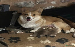 Welsh Corgi Pembroke dogs for sale: Top Pembrokeshire corgis fab Health & temprement  - Image 9
