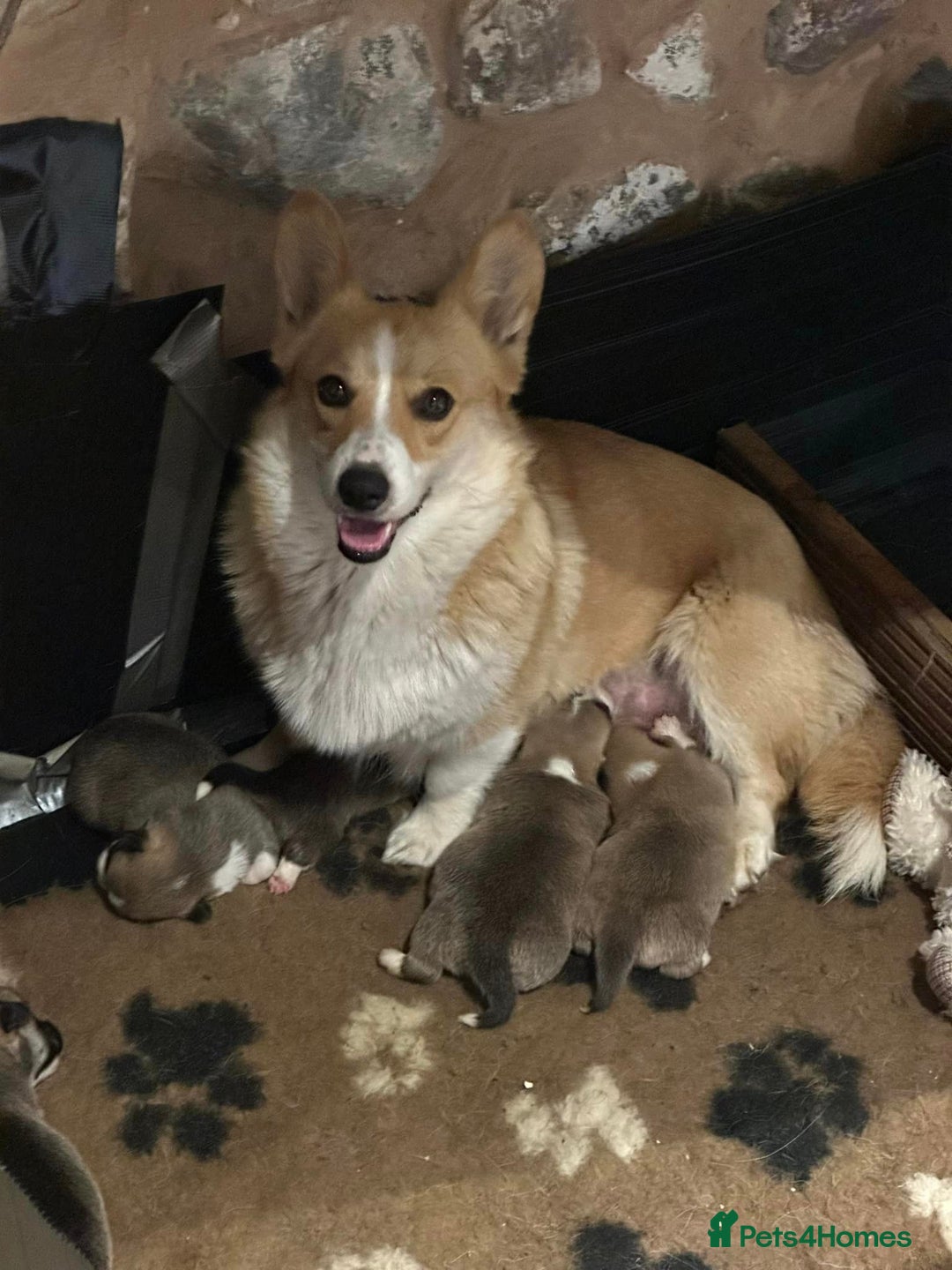 Welsh Corgi Pembroke dogs for sale: Top Pembrokeshire corgis fab Health & temprement  - Image 9