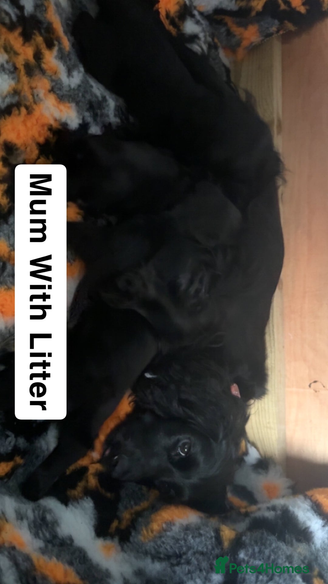 Mixed Breed dogs for sale: 4 Gorgeous Cocker Spaniel Cross Border Collies - Image 16