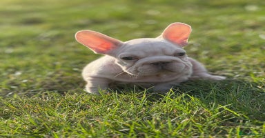 French Bulldog dogs - Advert 6
