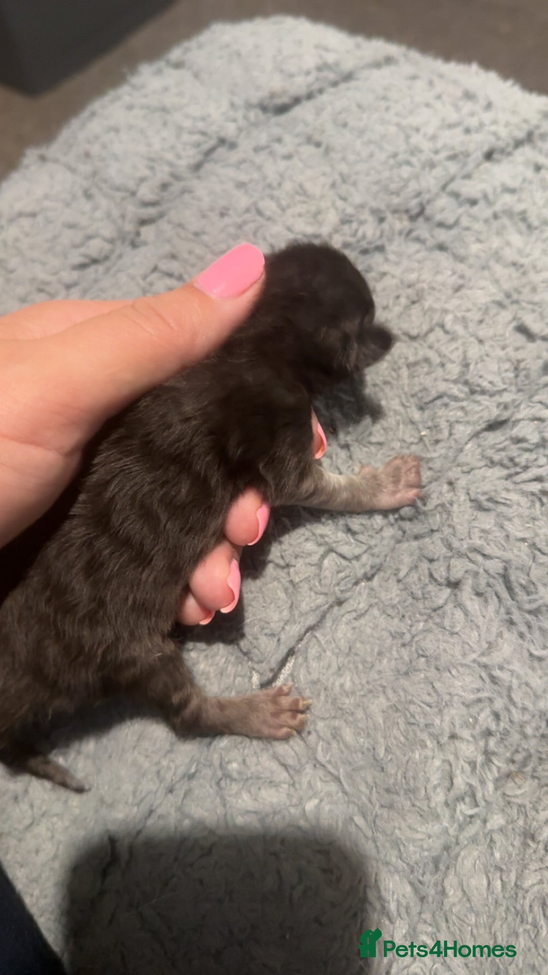 Maine Coon cats for sale: 5 Maine coon x Ragdoll kittens.  - Image 4