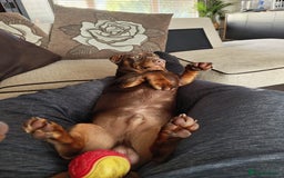 Dachshund dogs for sale: Two Dachshund Brothers - Image 10
