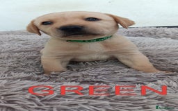 Labrador Retriever dogs for sale: Labrador puppies  - Image 1