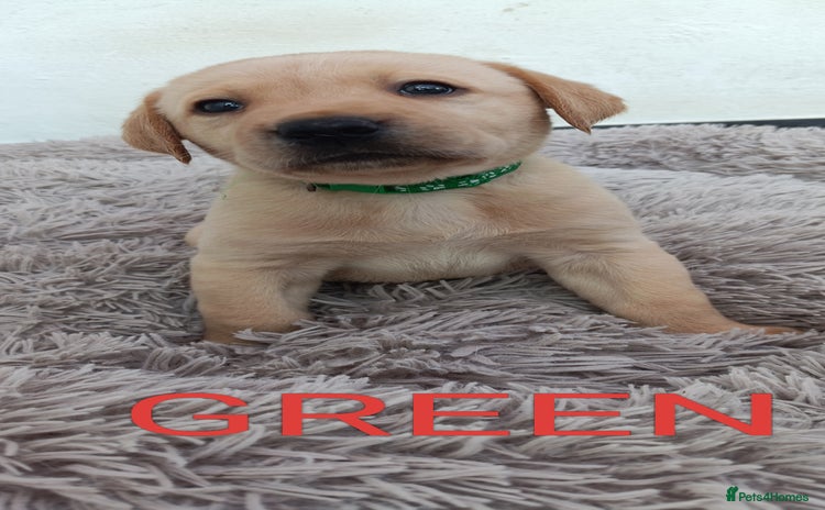 Labrador Retriever dogs - Advert 5