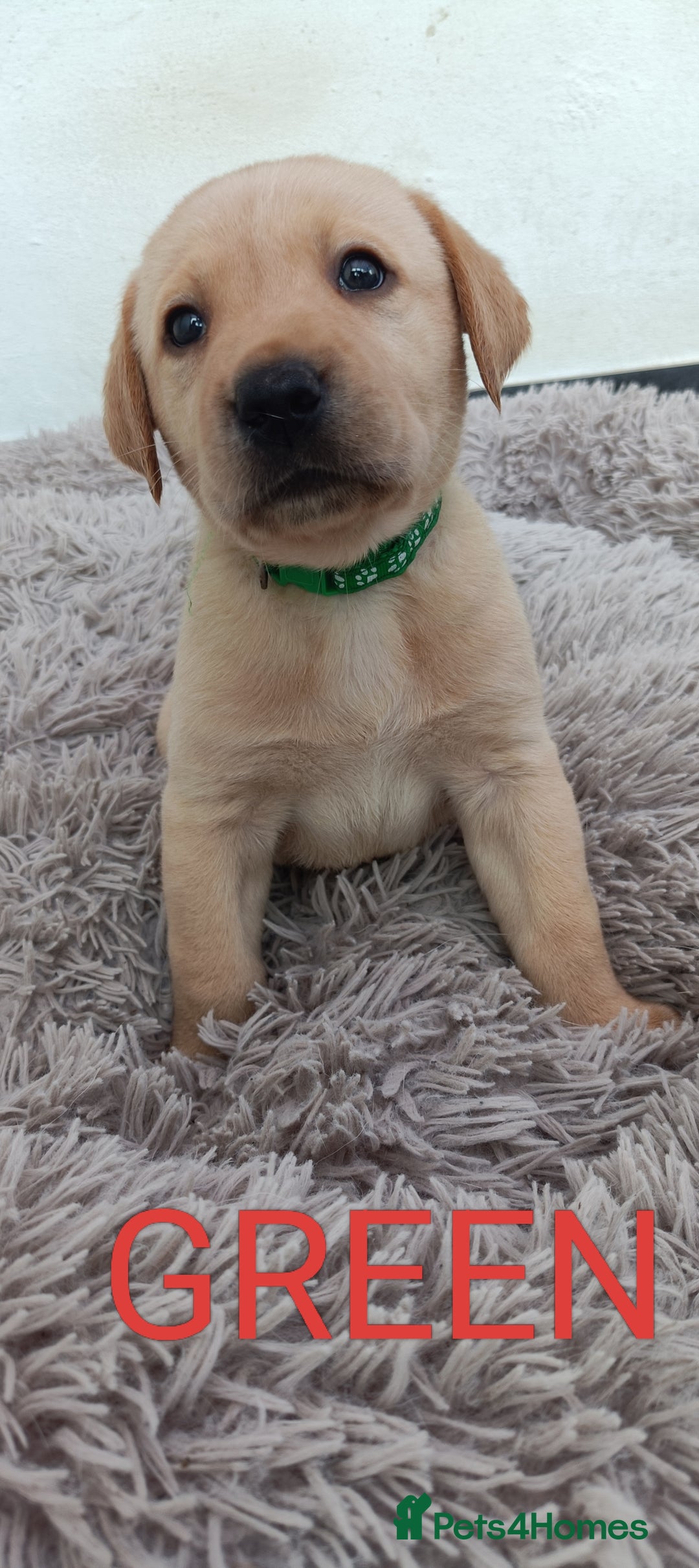 Labrador Retriever dogs for sale: Labrador puppies  - Image 1