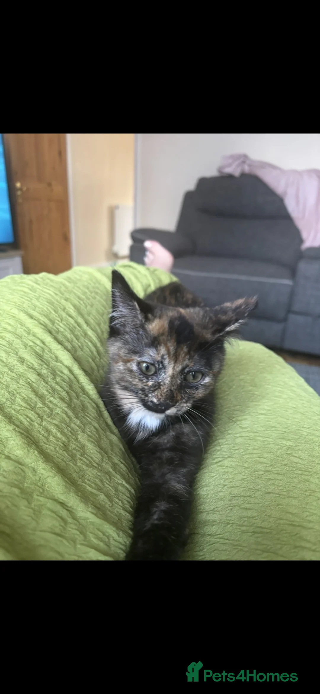 British Shorthair cats for sale: Sisters need loving home - Advert 2