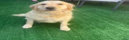 Golden Retriever dogs for sale: Golden retriever female  - Advert 4