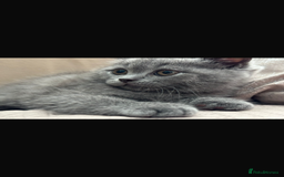 Scottish Fold cats for sale: Male kitten Scottish fold 9 weeks old - Image 1
