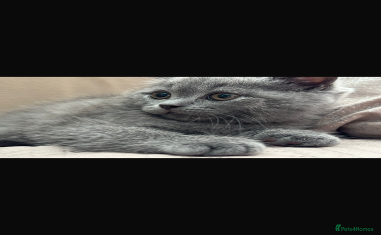 Scottish Fold cats - Advert 1