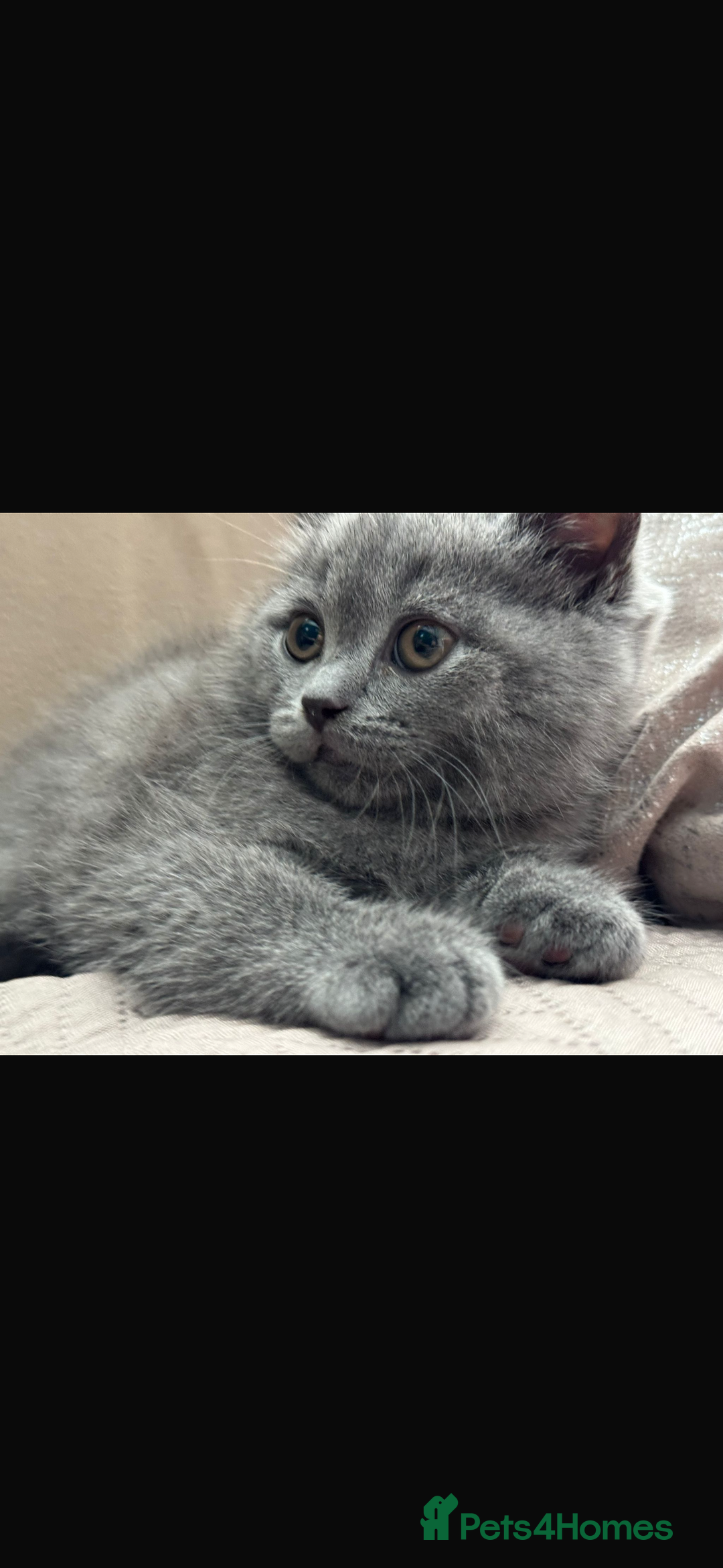Scottish Fold cats for sale: Male kitten Scottish fold 9 weeks old - Image 1