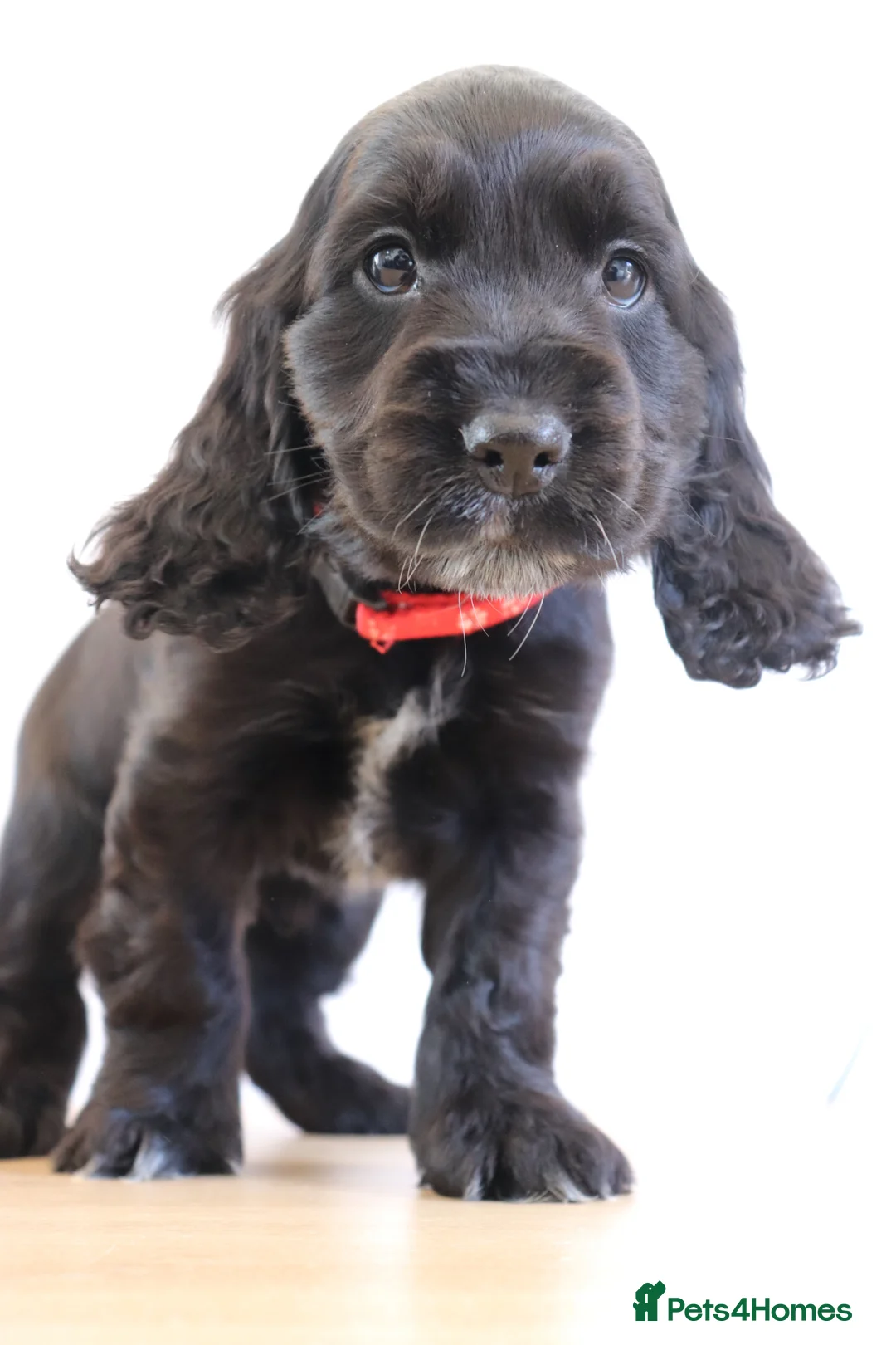 Cocker Spaniel dogs for sale: Kc show cocker spaniels  - Advert 1