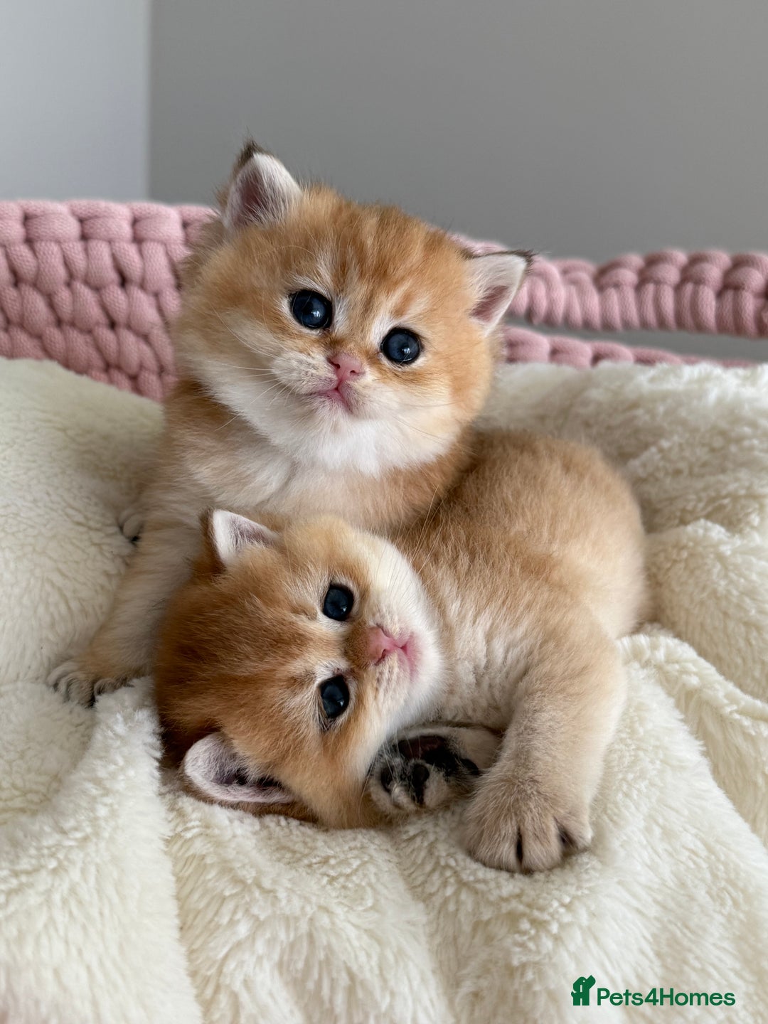 British Shorthair cats for sale: Golden Blue British Shorthair kittens  - Advert 30